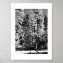 Search for black deer posters Forest