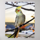 Search for cockatiel art Bird