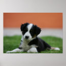 Search for old dog photos posters Collie border