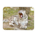 Search for predator magnets Animals