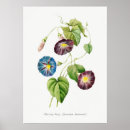 Search for redouté posters Illustration