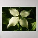 Search for dogwoods posters Floral