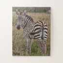 Search for kenya photography Zebra