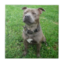 Search for sitting tiles Dog
