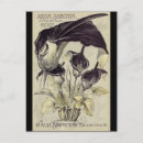 Search for calla lilly postcards Lillies