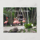 Search for merry florida christmas postcards Birds