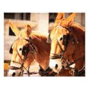 Search for mule Donkey