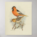Search for aves posters Avian