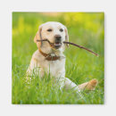 Search for fetch magnets Labrador retriever
