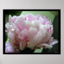 Search for pale pink posters Peony
