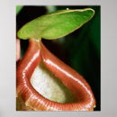 Search for pitcher posters Nature