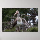 Search for juvenile art Birds