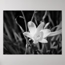 Search for white lily posters Modern