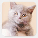 Search for british shorthair cat stickers Kitten