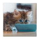Search for persian photography One animal