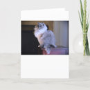 Search for your eye cards Cat