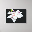 Search for white magnolia canvas prints Nature