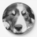 Search for border collie plates Pet