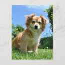Search for pedigree cards invites Puppy