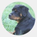 Search for rottweiler stickers Puppy