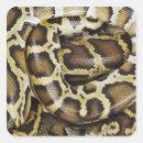 Search for python stickers Cold blooded
