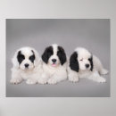 Search for landseer newfoundland Funny