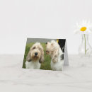 Search for griffon cards Petit basset griffon vendeen