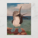 Search for booby postcards Animal