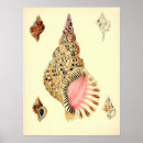 Search for vintage sea shells posters Conch