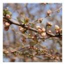 Search for apple blossoms art Beautiful