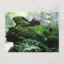 Search for ferns postcards Forest
