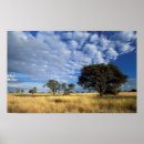 Search for kalahari posters Colour image