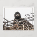Search for nestled postcards Baby