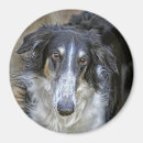 Search for borzoi magnets Dog