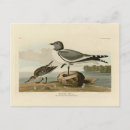 Search for forking postcards Bird
