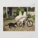 Search for ram postcards Ewe