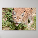 Search for lynx posters Predator