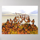 Search for colorful butterflies posters Orange