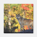 Search for canis magnets Wildlife