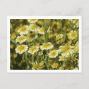 Search for yellow sunflowers postcards Wild flowers