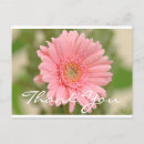 Search for pink gerbera thank you cards Floral