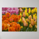 Search for keukenhof holland posters Travel