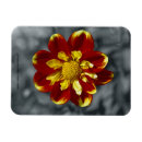 Search for attraction magnets Beauty