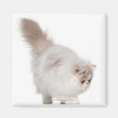 Search for months magnets Feline