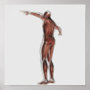 Search for muscular anatomy posters Illustration