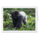 Search for silverback Ape