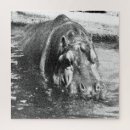 Search for hippo puzzles Animal