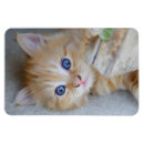 Search for tabby magnets Kitties