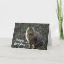 Search for maine coon cat birthday cards Cats