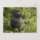 Search for mountain gorillas postcards Endangered